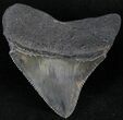 Serrated, Posterior Megalodon Tooth #23730-2